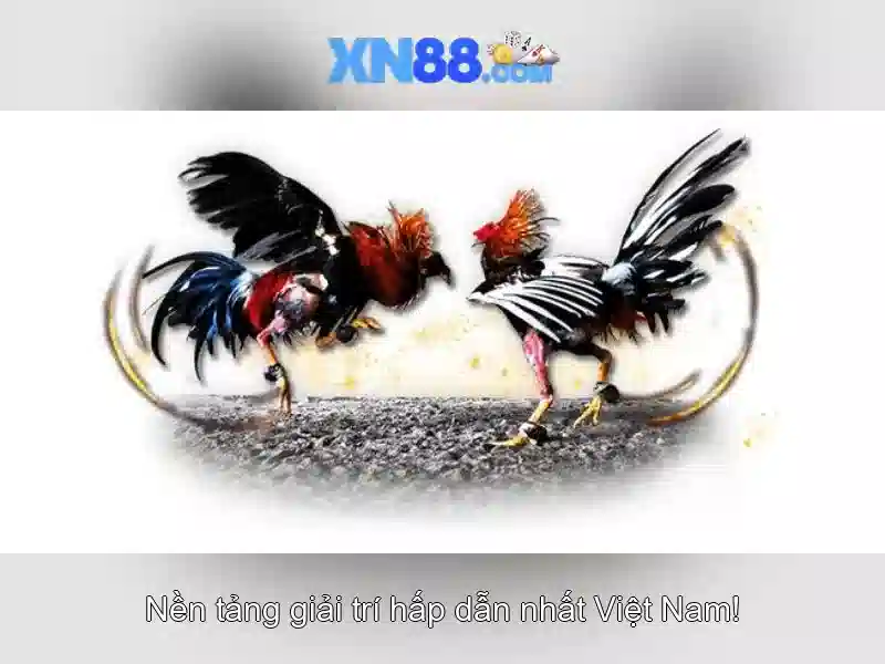 TỔNG HỢP XN88