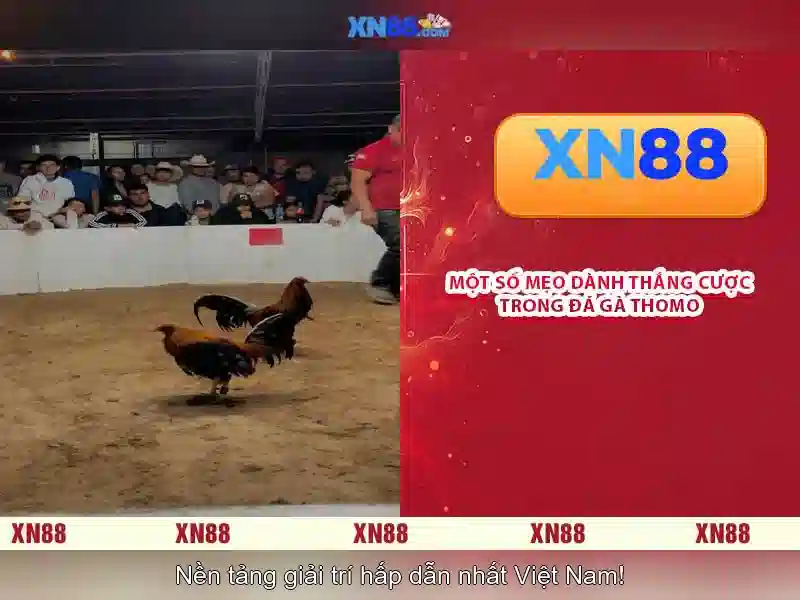 Ứng dụng XN88 cho di động